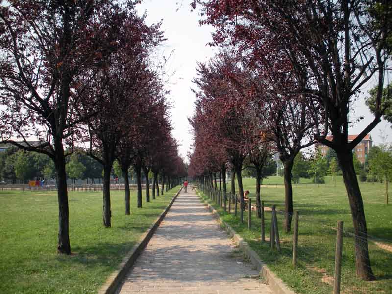 Un filare di ciliegi da fiore al Parco Martesana